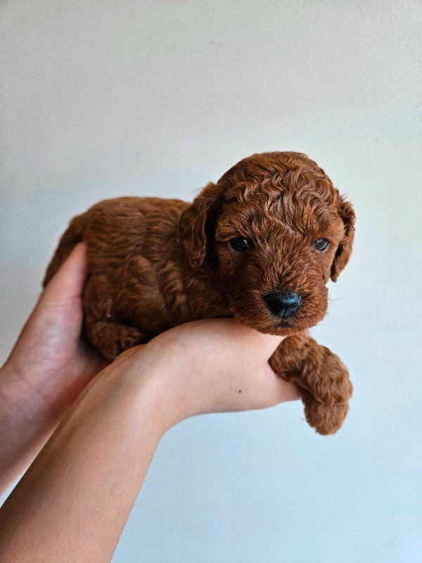 Dark red miniature poodle for rehoming