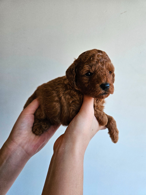 Dark red miniature poodle for rehoming