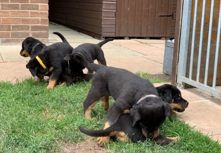 Cute and lovely male and female Rotweiler Puppies available