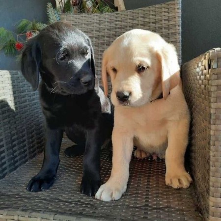 Meet our adorable English Lab puppies