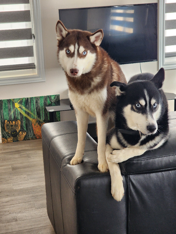 PAIR OF HUSKIES FOR SALE. MUST BE TAKEN TOGETHER.