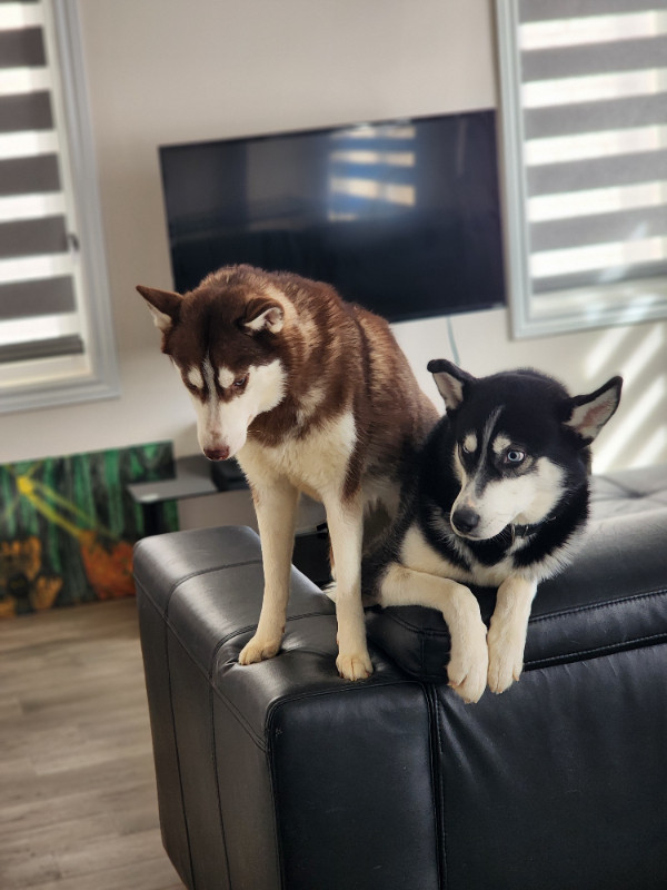 PAIR OF HUSKIES FOR SALE. MUST BE TAKEN TOGETHER.