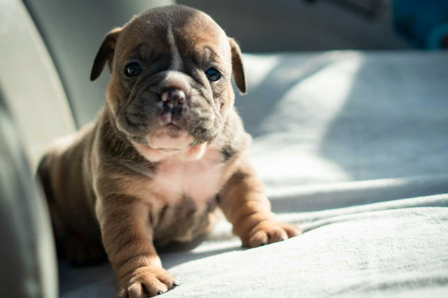 Micro Bulldog puppies for sale