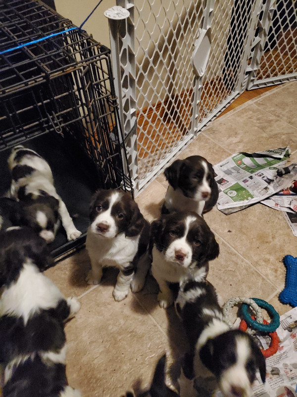 9 Springer Spaniel Puppies