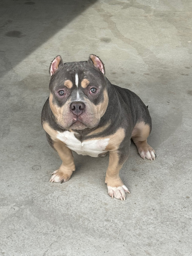 Pure breed American pocket bully