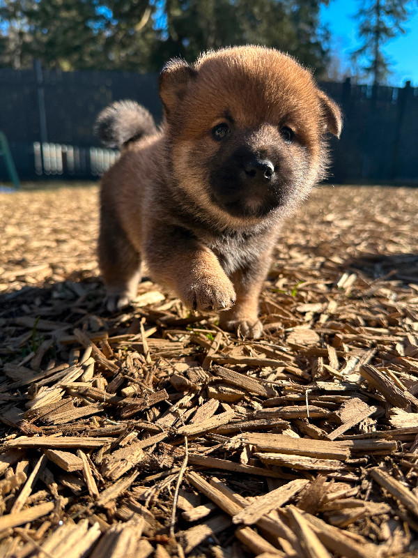 Pure Breed Shiba Inu puppies looking for new home