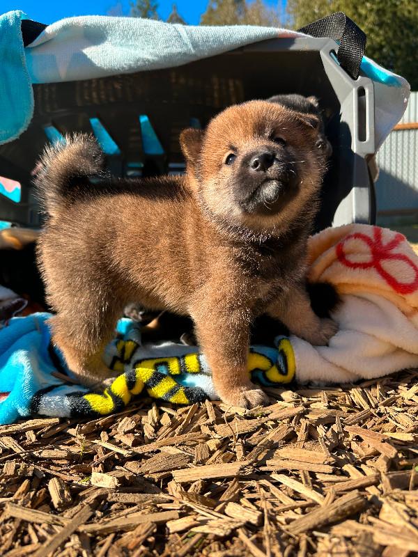 Pure Breed Shiba Inu puppies looking for new home