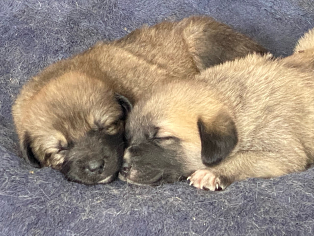 Great Pyrenees/ Maremma/ kangal puppies for sale