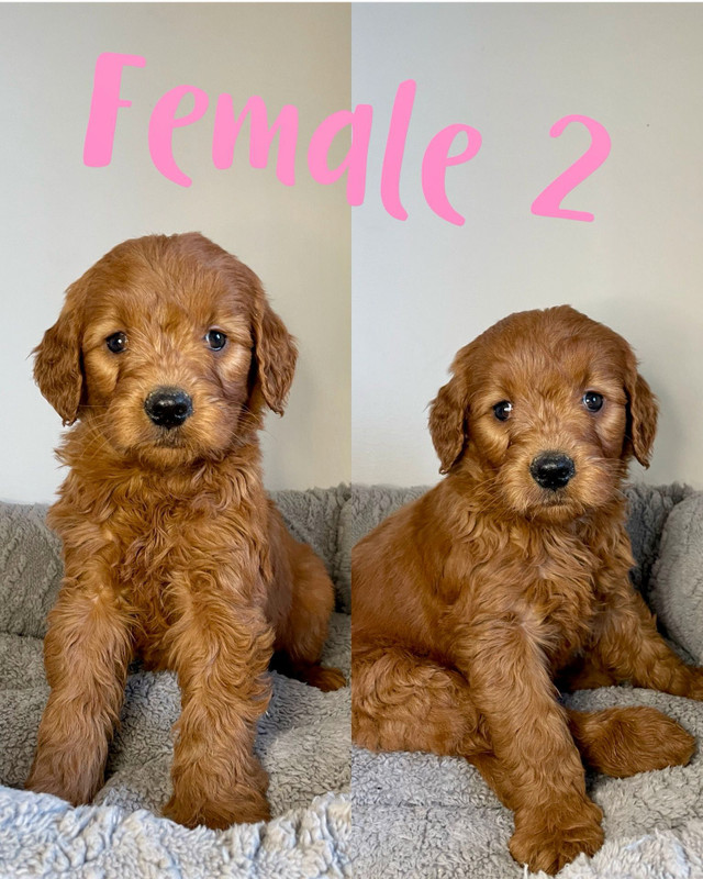 Medium Goldendoodle Puppies. 3 boys and 3 girls!
