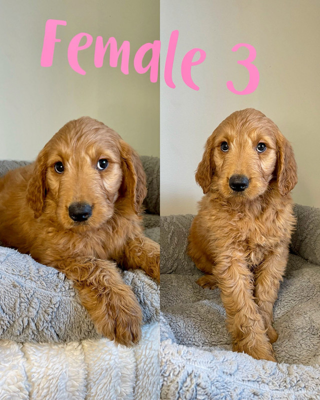 Medium Goldendoodle Puppies. 3 boys and 3 girls!