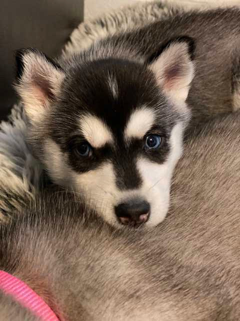 Purebred Huskie Puppies (Vet Checked, Vaxed, Trained)