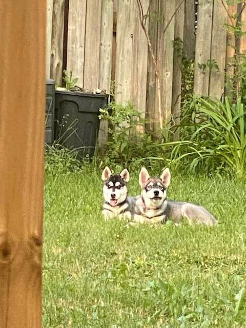 Purebred Huskie Puppies (Vet Checked, Vaxed, Trained)