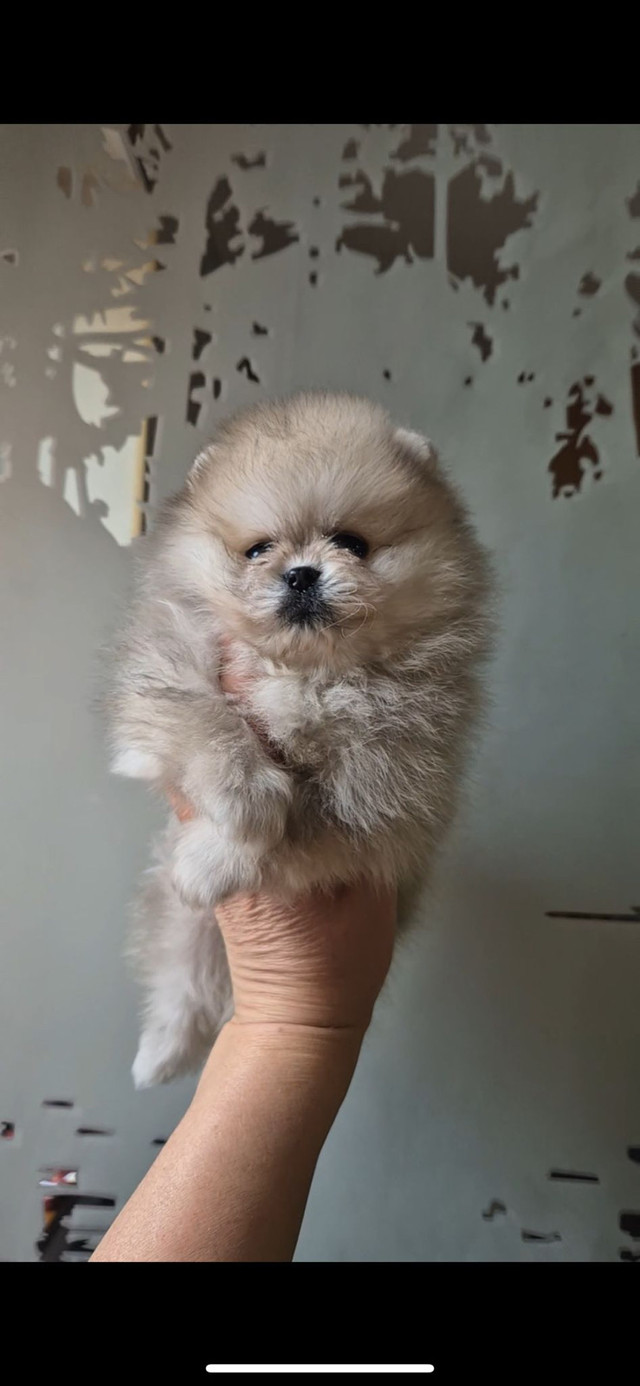 Pure Pomeranian