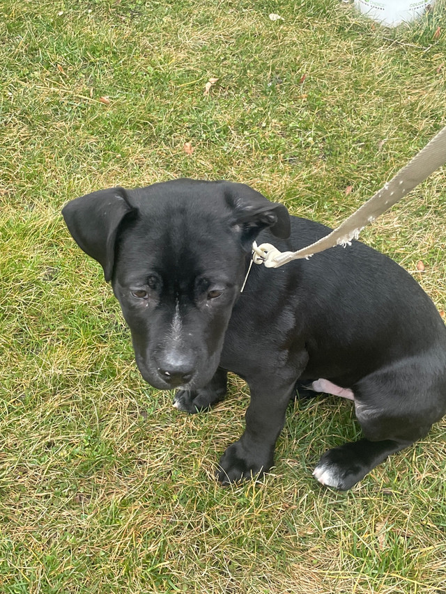 3 month old mix staffy