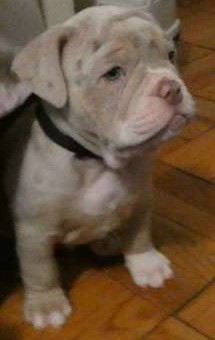 English bulldog puppies for rehoming text