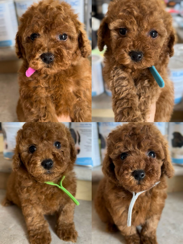 Red Tiny toy poodle rehoming