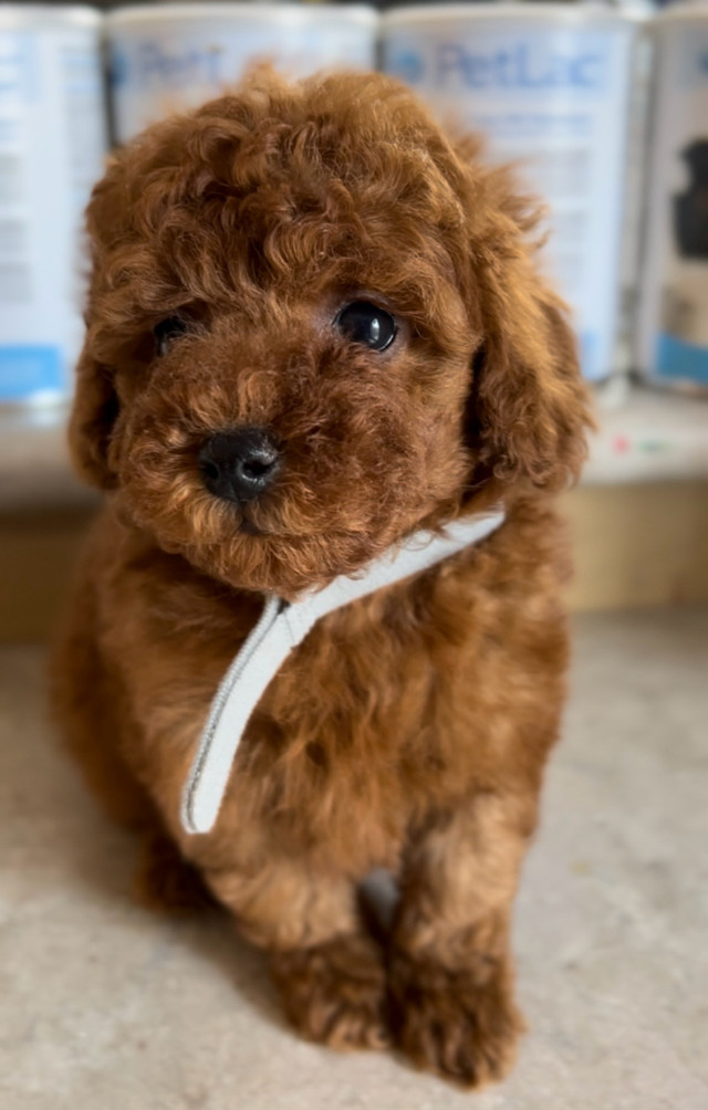 Red Tiny toy poodle rehoming
