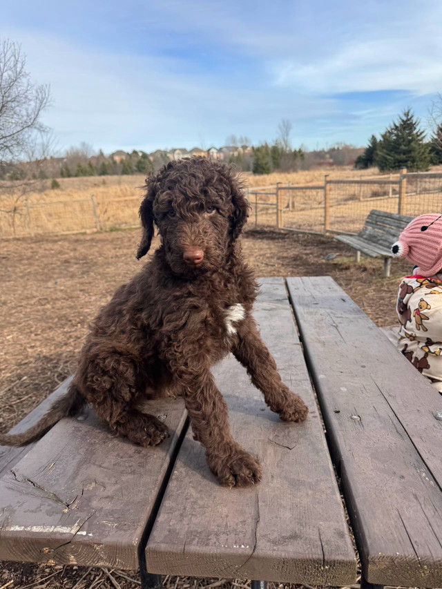 Giant Poodle puppy looking for new home