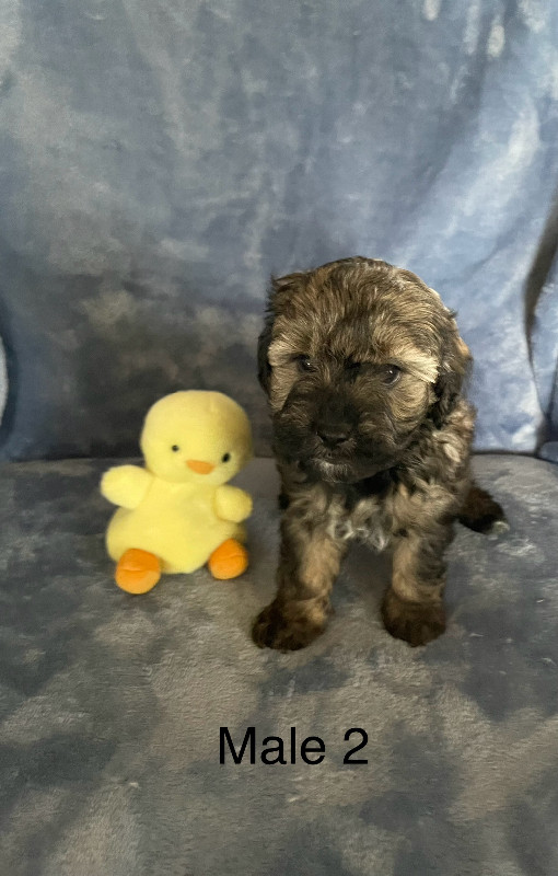 Adorable Cavapoo Puppies Available