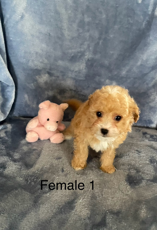 Adorable Cavapoo Puppies Available