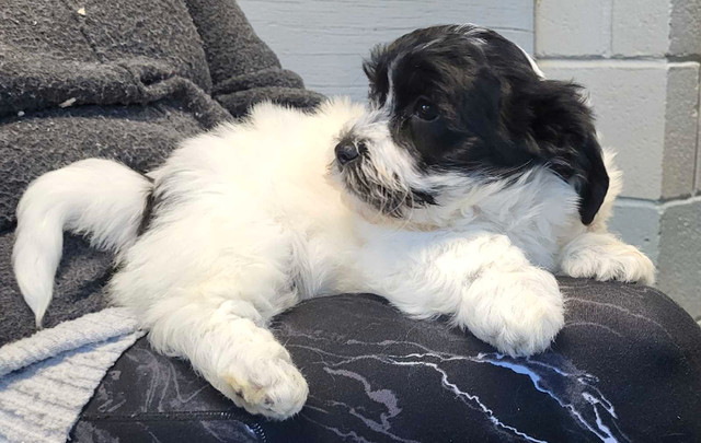 Havanese Puppies Ready for their forever homes.