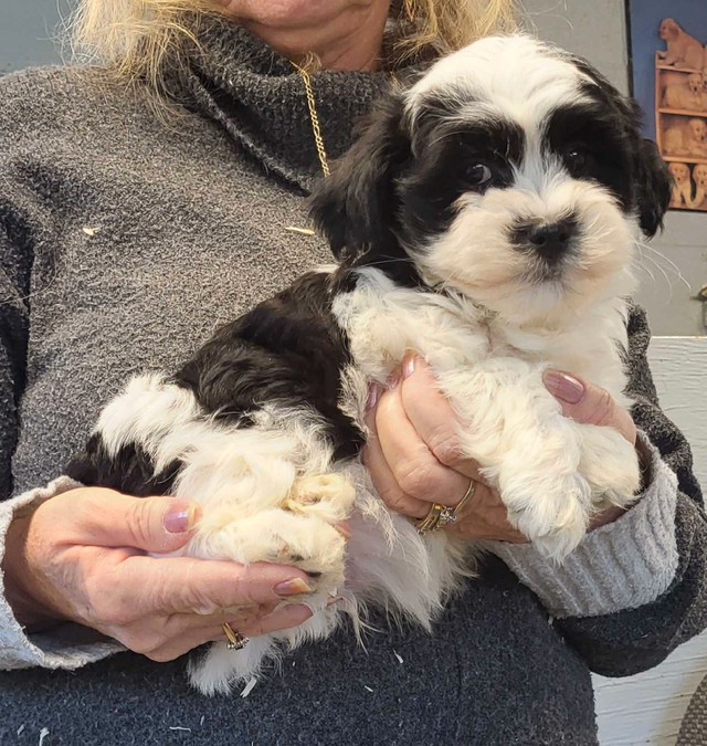 Havanese Puppies Ready for their forever homes.