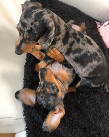 Dachshund puppies for you