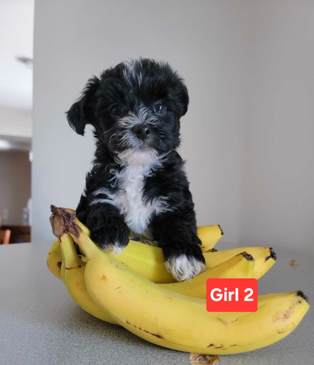 Yorkipoo(Free delivery QC,ON,PEI,NB,NS)