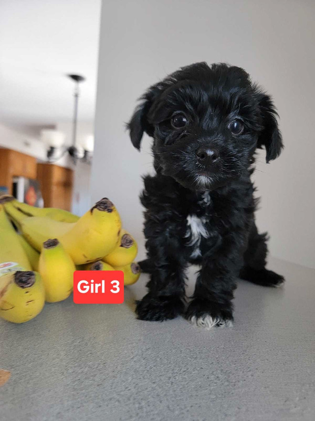Yorkipoo(Free delivery QC,ON,PEI,NB,NS)