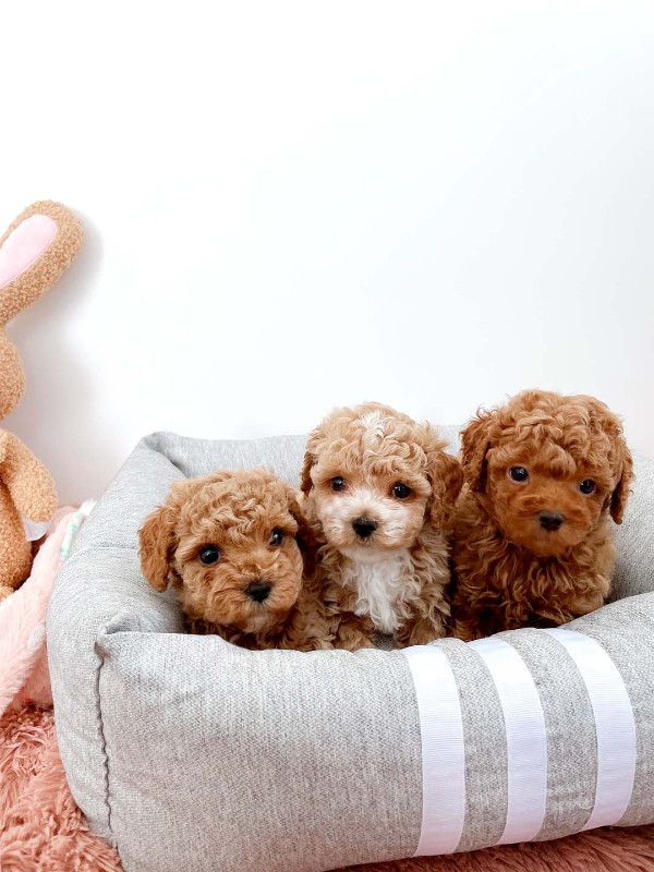 Toy mini poodle puppies