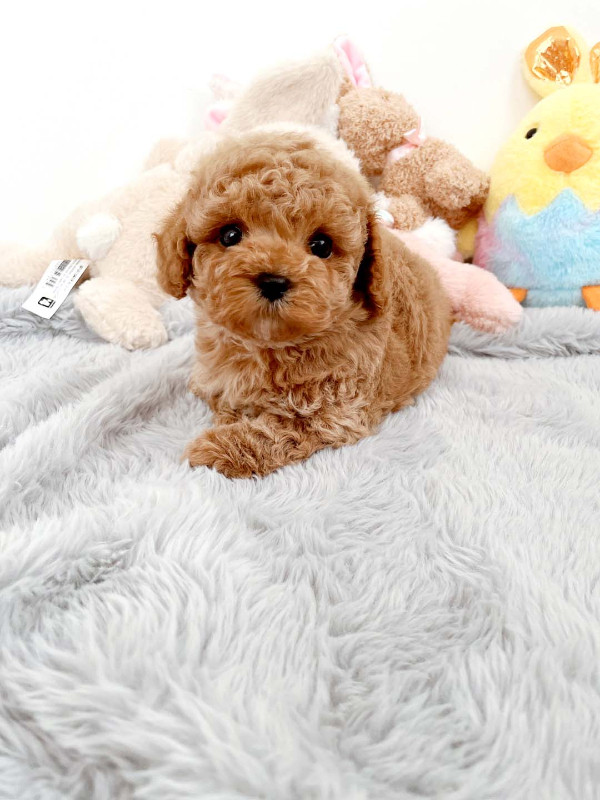 Toy mini poodle puppies