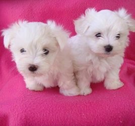 Cute looking Maltese puppies
