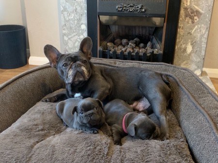 French bulldog puppies now