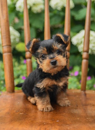Yorkshire Terrier Puppies Ready
