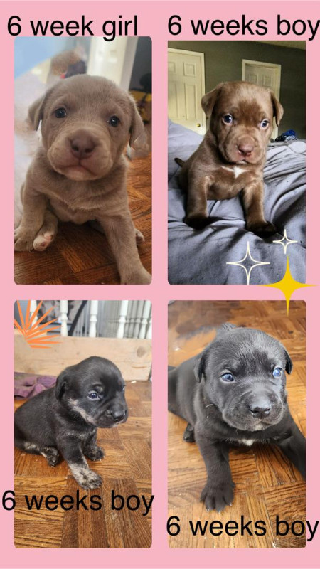 Beautiful Puppies Ready for a Wonderful Home