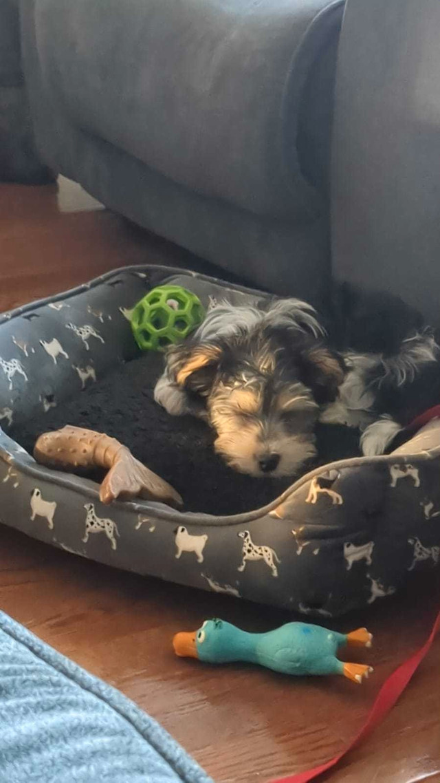 Adorable 13-week-old Morkie puppy