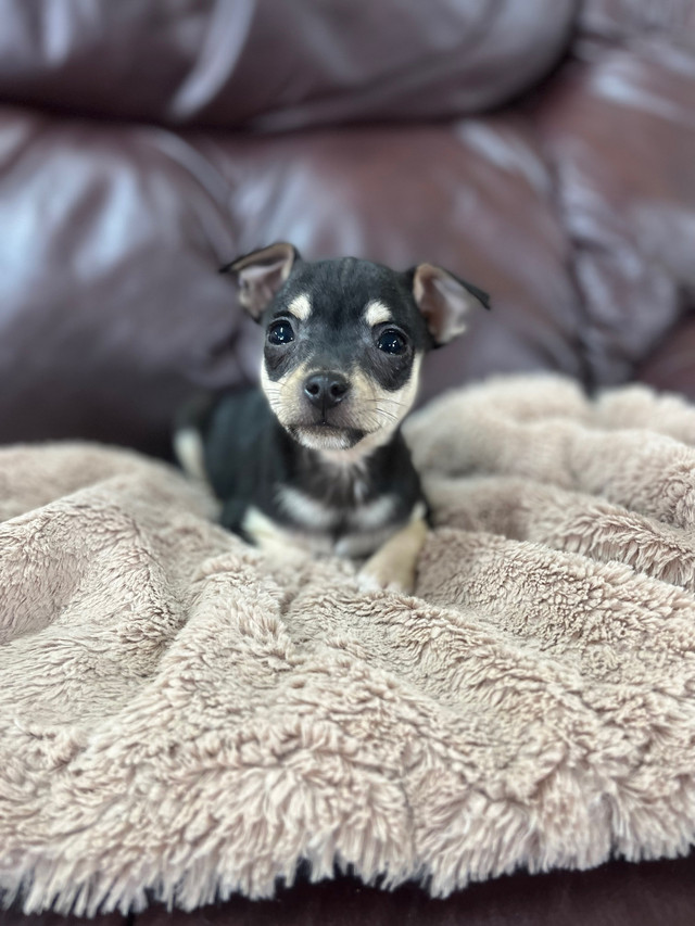 Chihuahua Terrier (Toy Fox) Male Puppy