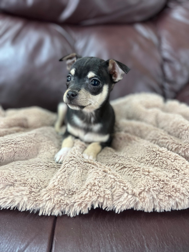 Chihuahua Terrier (Toy Fox) Male Puppy