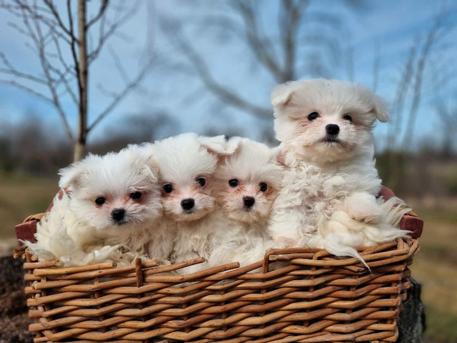 Adorable Maltipom Puppies
