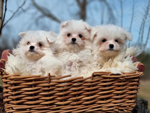 Adorable Maltipom Puppies