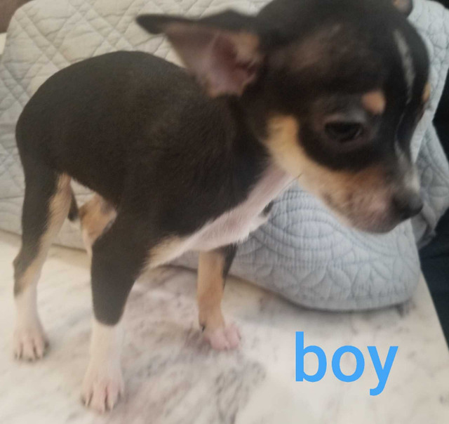 RATCHI Purebred Toy Rat Terrier/ Chihuahua Puppies A RARE FIND!