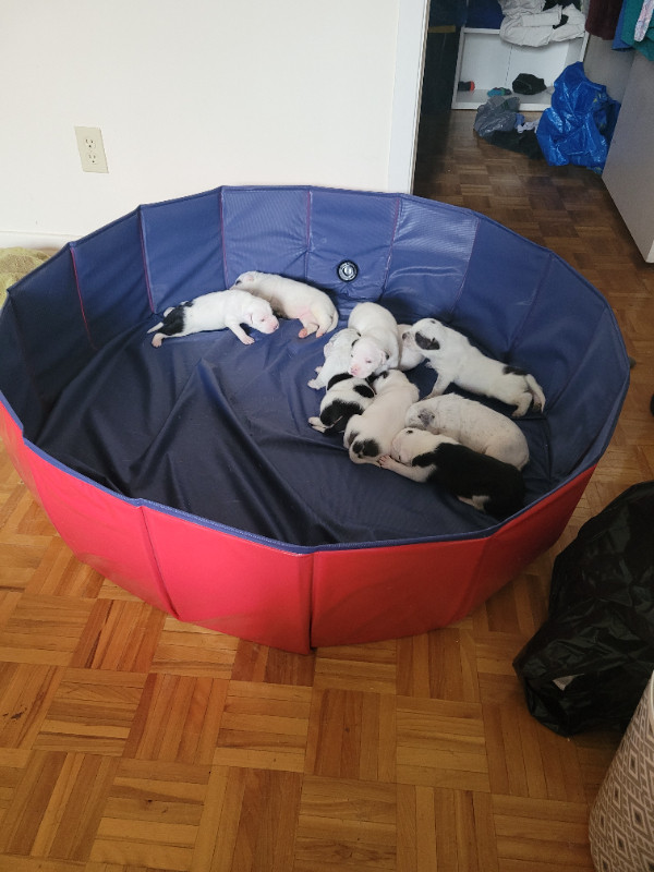 Puppies looking for furever homes