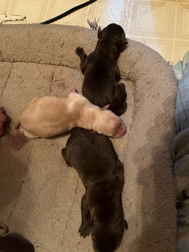 Pur bread Labrador puppy chocolate and golden