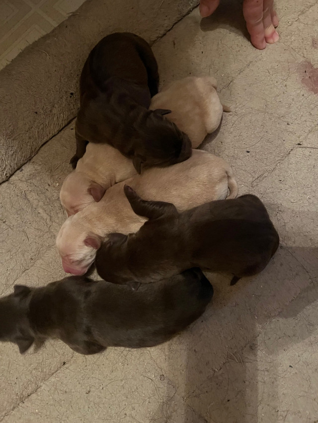 Pur bread Labrador puppy chocolate and golden