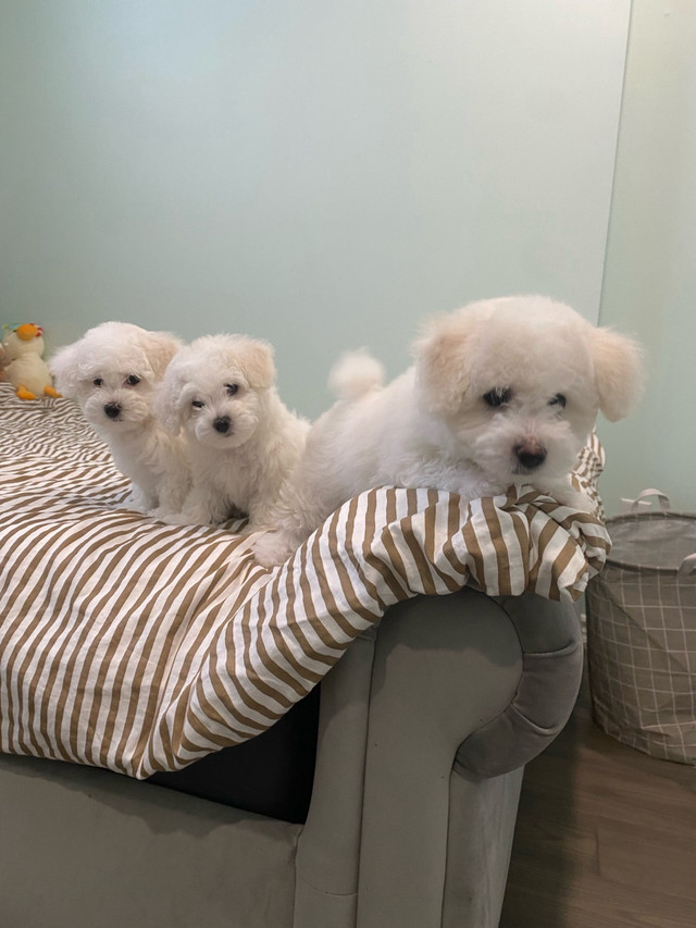 Bichon Frise puppies are looking for new home.