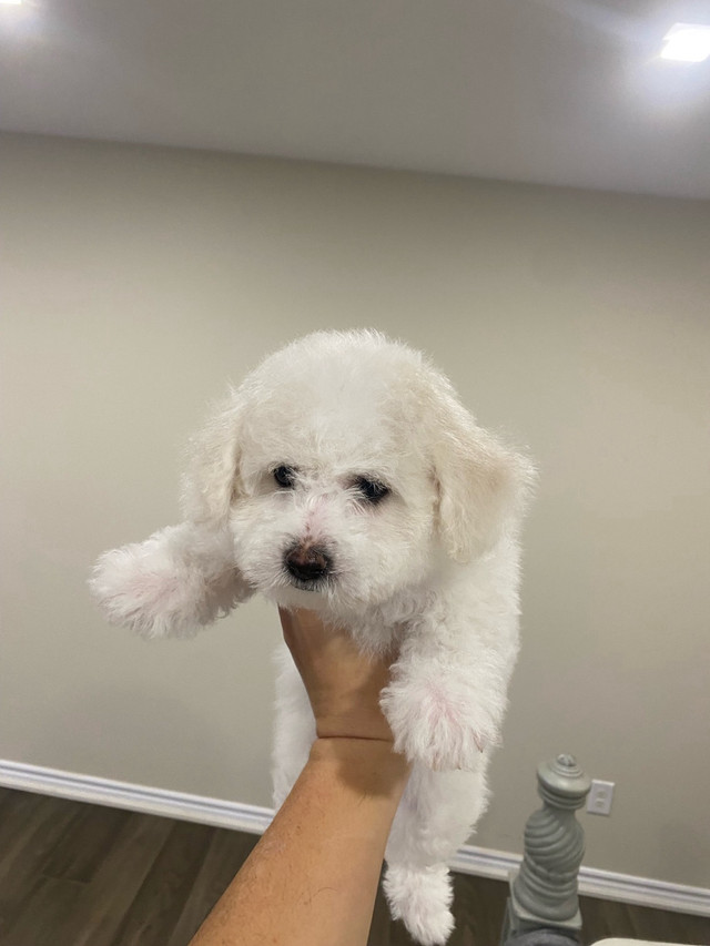 Bichon Frise puppies are looking for new home.
