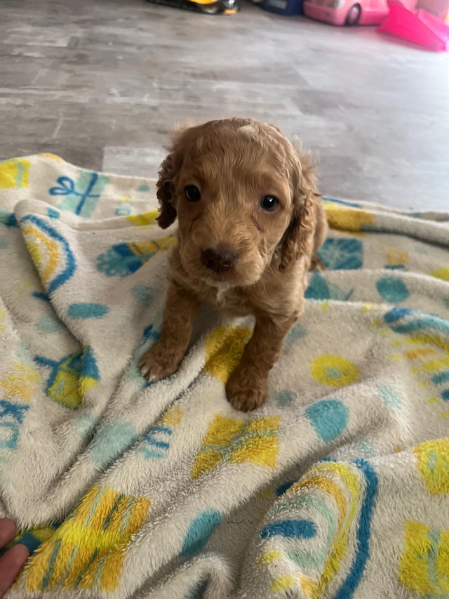 Beautiful Cockapoo Puppies Ready For Loving Homes