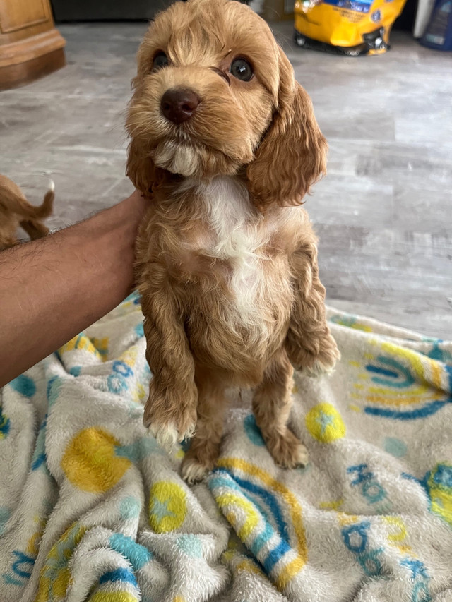 Beautiful Cockapoo Puppies Ready For Loving Homes