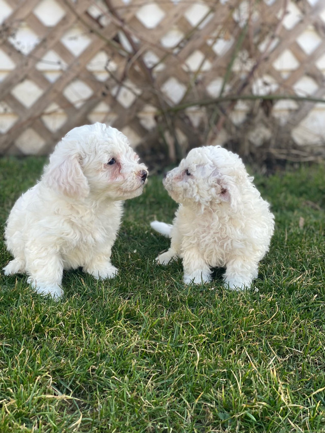 Male Bichonpoo Puppies (Delivery Available)