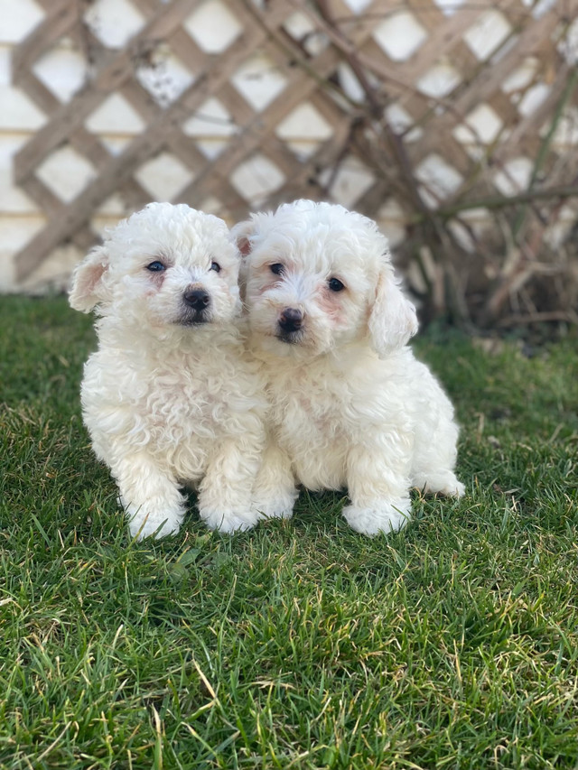 Male Bichonpoo Puppies (Delivery Available)